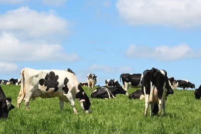 PRODUCCIÓN ECOLÓGICA