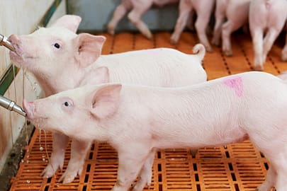 Potabilización Aguas con animal