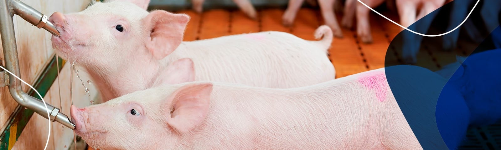 Limpeza de explorações agrícolas